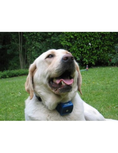 collar antiladridos canicalm 3034