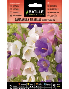 campanula bisanual doble variada