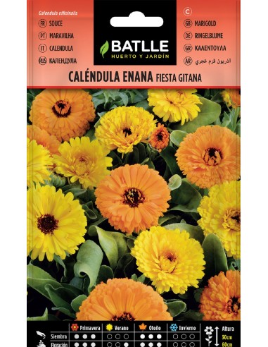 calendula enana fiesta gitana