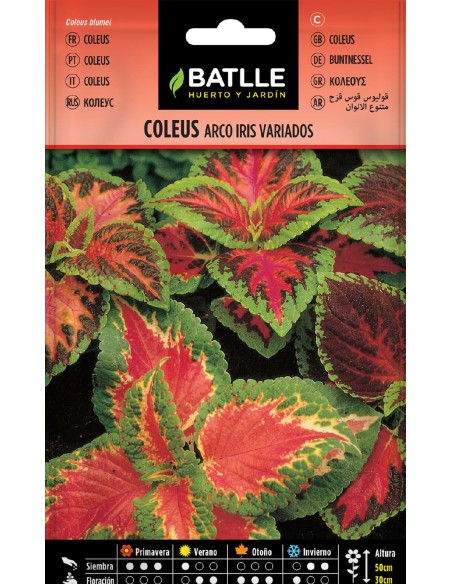 coleus arco iris variado