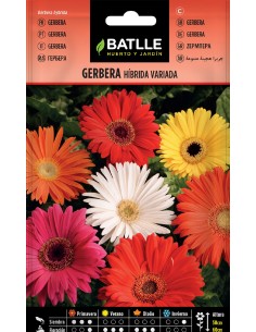 gerbera hibrida variada