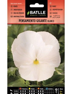 pensamiento gigante blanco