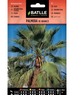 palmera abanico