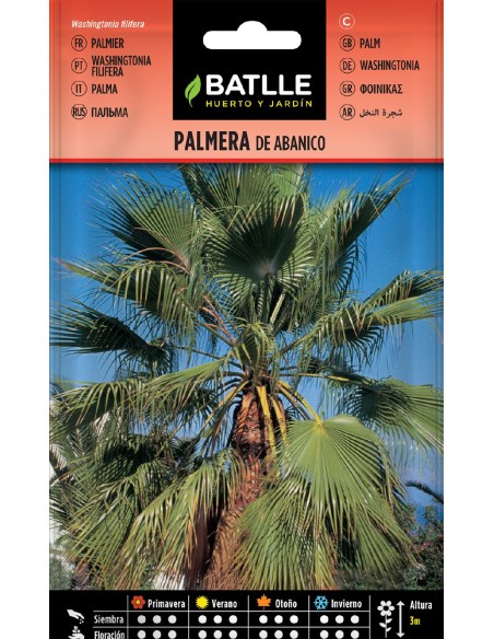 palmera abanico