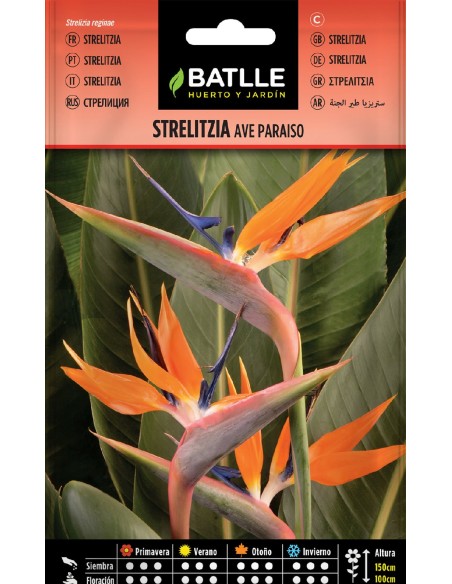 strelitzia ave paraiso