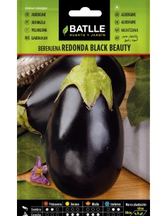 berenjena redonda black beauty
