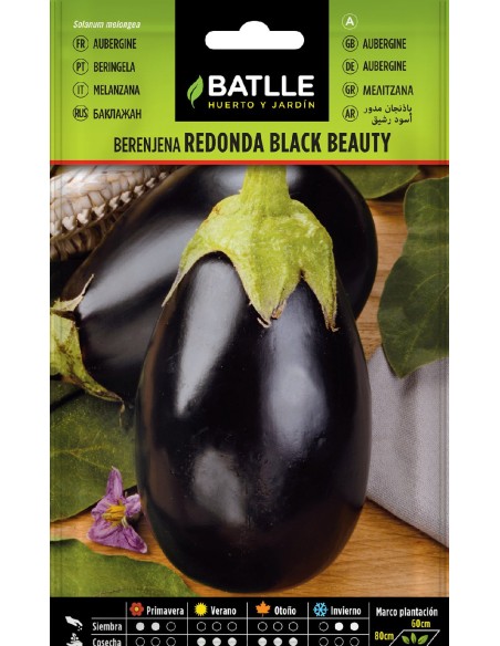 berenjena redonda black beauty