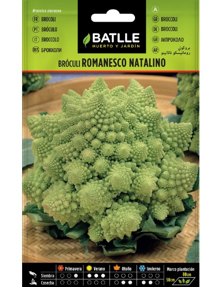 brocoli romanesco natalino