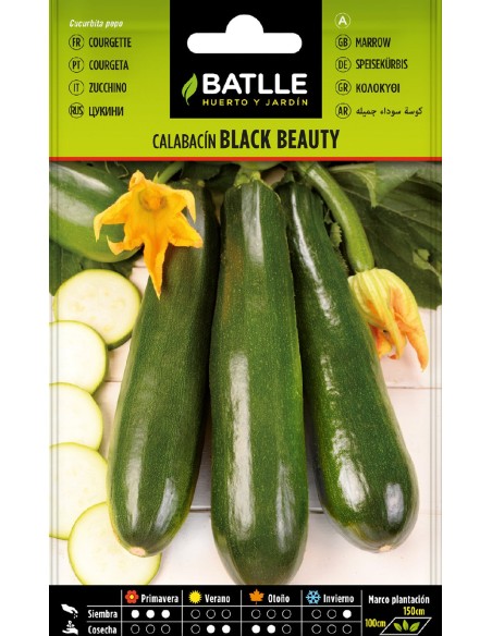 calabacin black beauty