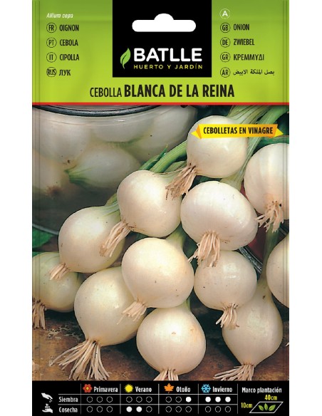 cebolla blanca de la reina
