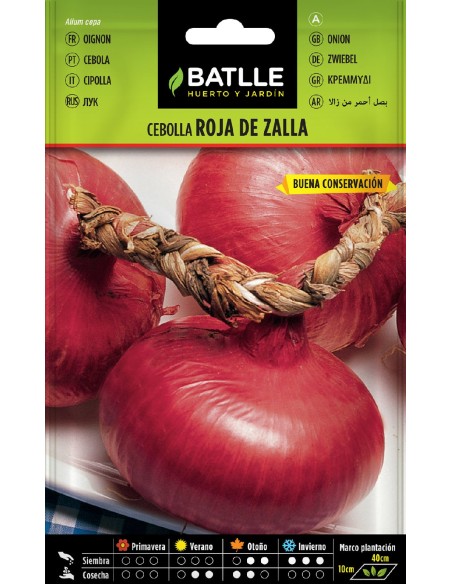 cebolla roja de zalla ( tipo niort)