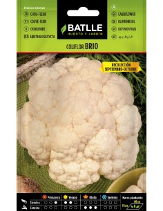 coliflor brio