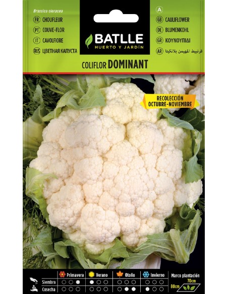 coliflor dominant r.oct-nov