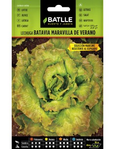 lechuga  maravilla de verano maresme