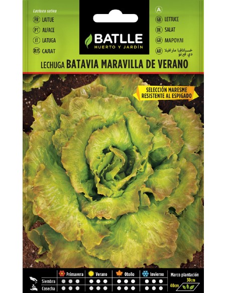 lechuga  maravilla de verano maresme