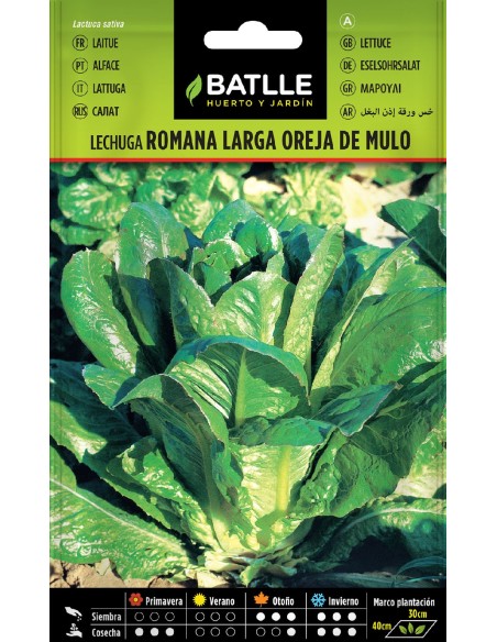 lechuga larga oreja de mulo