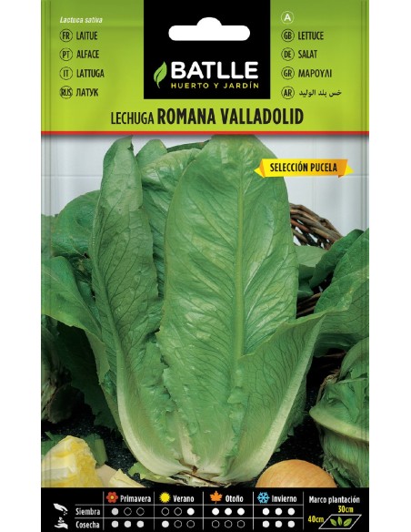 lechuga valladolid s. puzela