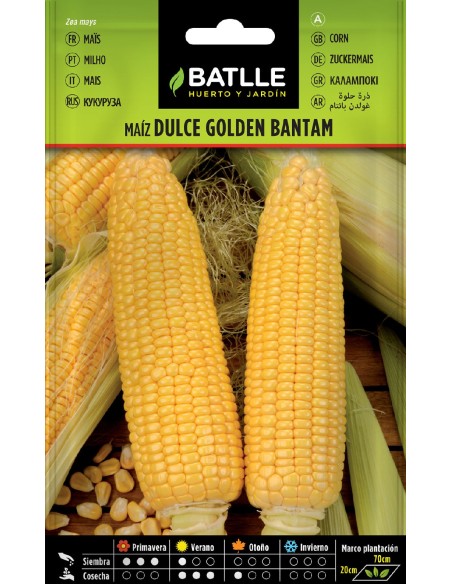 maiz dulce golden bantam