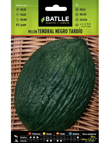 melon tendral negro tardio
