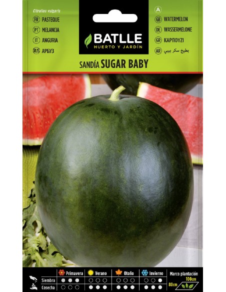 sandia sugar baby