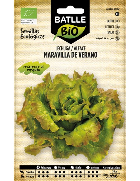 lechuga marv. verano - eco
